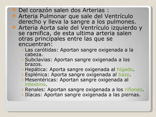 Del corazón salen dos Arterias :  Arteria Pulmonar que sale del Ventrículo derecho y lleva la sangre a los pulmones.  Arteria Aorta sale del Ventrículo izquierdo y se ramifica, de esta ultima arteria salen otras principales entre las que se encuentran:  Las carótidas: Aportan sangre oxigenada a la cabeza.  Subclavias: Aportan sangre oxigenada a los brazos.  Hepática: Aporta sangre oxigenada al  hígado .  Esplénica: Aporta sangre oxigenada al  bazo .  Mesentéricas: Aportan sangre oxigenada al  intestino .  Renales: Aportan sangre oxigenada a los  riñones .  Ilíacas: Aportan sangre oxigenada a las piernas. 