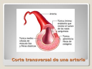 Corte transversal de una arteria 