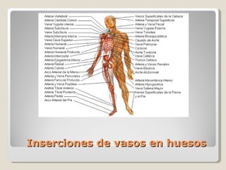 Inserciones de vasos en huesos 