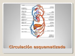 Circulación esquematizada 