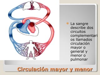 Circulación mayor y menor La sangre describe dos circuitos complementarios llamados circulación mayor o general y menor o pulmonar 
