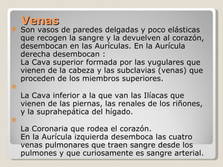 Venas  Son vasos de paredes delgadas y poco elásticas que recogen la sangre y la devuelven al corazón, desembocan en las Aurículas. En la Aurícula derecha desembocan : La Cava superior formada por las yugulares que vienen de la cabeza y las subclavias (venas) que proceden de los miembros superiores. La Cava inferior a la que van las Ilíacas que vienen de las piernas, las renales de los riñones, y la suprahepática del hígado. La Coronaria que rodea el corazón. En la Aurícula izquierda desemboca las cuatro venas pulmonares que traen sangre desde los pulmones y que curiosamente es sangre arterial.  