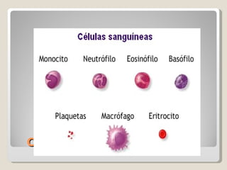 Células sanguíneas 