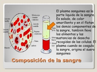 Composición de la sangre El plasma sangu í neo es la parte l í quida de la sangre. Es salado, de color amarillento y en  é l flotan los dem á s componentes de la sangre, tambi é n lleva los alimentos y las sustancias de desecho recogidas de las c é lulas. El plasma cuando se coagula la sangre, origina el suero sangu í neo .  