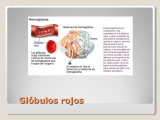 Glóbulos rojos 