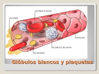Glóbulos blancos y plaquetas 