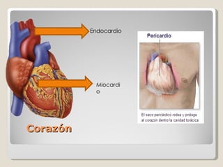 Corazón Endocardio Miocardio 