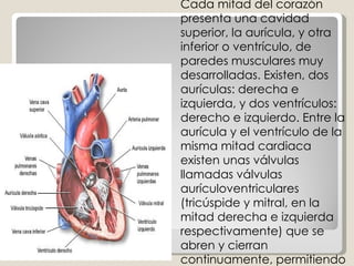 Corazón  Cada mitad del corazón presenta una cavidad superior, la aurícula, y otra inferior o ventrículo, de paredes musculares muy desarrolladas. Existen, dos aurículas: derecha e izquierda, y dos ventrículos: derecho e izquierdo. Entre la aurícula y el ventrículo de la misma mitad cardiaca existen unas válvulas llamadas válvulas aurículoventriculares (tricúspide y mitral, en la mitad derecha e izquierda respectivamente) que se abren y cierran continuamente, permitiendo o impidiendo el flujo sanguíneo desde el ventrículo a su correspondiente aurícula. 