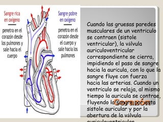 Corazón  Cuando las gruesas paredes musculares de un ventr í culo se contraen (s í stole ventricular), la v á lvula auriculoventricular correspondiente se cierra, impidiendo el paso de sangre hacia la aur í cula, con lo que la sangre fluye con fuerza hacia las arterias. Cuando un ventr í culo se relaja, al mismo tiempo la aur í cula se contrae, fluyendo la sangre por esta s í stole auricular y por la abertura de la v á lvula auriculoventricular. 