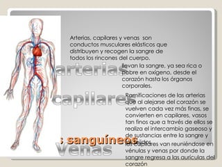 Vasos sanguíneos  Arterias, capilares y venas  son conductos musculares elásticos que distribuyen y recogen la sangre de todos los rincones del cuerpo. llevan la sangre, ya sea rica o pobre en oxígeno, desde el corazón hasta los órganos corporales. Ramificaciones de las arterias  que al alejarse del corazón se vuelven cada vez más finas, se  convierten en capilares, vasos tan finos que a través de ellos se realiza el intercambio gaseoso y de sustancias entre la sangre y los tejidos los capilares van reuniéndose en vénulas y venas por donde la sangre regresa a las aurículas del corazón 