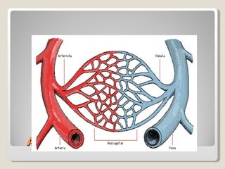 Arterias, capilares y venas  