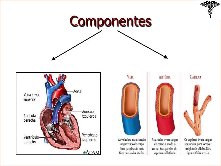 sistema cardio