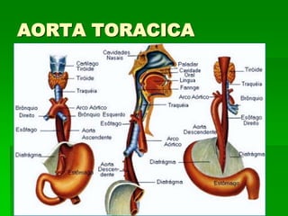 AORTA TORACICA