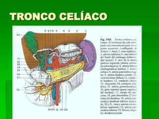 TRONCO CELÍACO