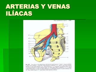 ARTERIAS Y VENAS ILÍACAS