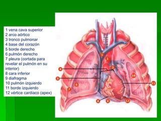 1 vena cava superior2 arco aórtico3 tronco pulmonar4 base del corazón5 borde derecho6 pulmón derecho7 pleura (cortada para revelar el pulmón en suinterior)8 cara inferior9 diafragma10 pulmón izquierdo11 borde izquierdo12 vértice cardiaco (apex)