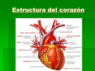 Estructura del corazón 