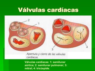 Válvulas cardíacas Válvulas cardíacas: 1: semilunar aórtica; 2: semilunar pulmonar; 3: mitral; 4: tricúspide.
