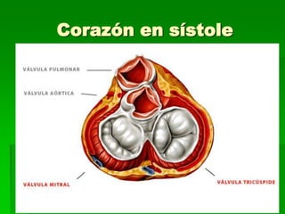 Corazón en sístole 