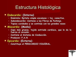 Estructura Histológica Endocardio:  (Interna) Endotelio: Epitelio simple escamoso + tej. conectivo. Subendocardio: Contiene a las Fibras de Purkinje. Tapiza cavidades y se continúa con los grandes vasos  Miocardio:  (Media) Capa más gruesa, tejido estriado cardiaco, que le da la fuerza al corazón.  Contiene al Sistema de Conducción. Producen: P.A.N Epicardio:  (Externa) Constituye el PERICARDIO VISCERAL. 