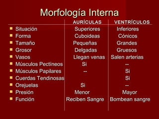 Morfología Interna AURÍCULAS    VENTRÍCULOS Situación    Superiores   Inferiores Forma  Cuboideas   Cónicos Tamaño   Pequeñas   Grandes Grosor    Delgadas   Gruesos Vasos   Llegan venas  Salen arterias Músculos Pectíneos   Si   -- Músculos Papilares   --   Si Cuerdas Tendinosas   Si Orejuelas     Si   -- Presión    Menor  Mayor Función   Reciben Sangre  Bombean sangre  