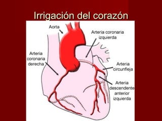 Irrigación del corazón 