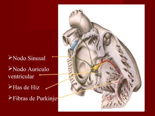 Nodo Sinusal Nodo Auriculo ventricular Has de Hiz Fibras de Purkinje 