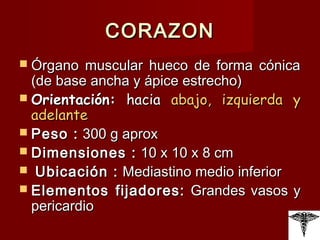CORAZON Órgano muscular hueco de forma cónica (de base ancha y ápice estrecho)  Orientación:  hacia  abajo, izquierda y adelante Peso :  300 g aprox Dimensiones :  10 x 10 x 8 cm Ubicación :  Mediastino medio inferior Elementos fijadores:  Grandes vasos y pericardio 