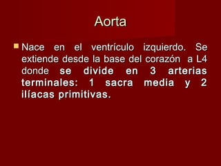 Aorta Nace en el ventrículo izquierdo. Se extiende desde la base del corazón  a L4 donde  se divide en 3 arterias terminales: 1 sacra media y 2 ilíacas primitivas. 
