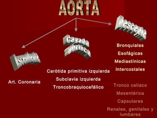 Ascendente Cayado aórtico Descente AORTA Art. Coronaria Caròtida primitiva izquierda Subclavia izquierda Troncobraquiocefálico Bronquiales Esofágicas Mediastínicas Intercostales Tronco celiaco Mesentérica Capsulares Renales, genitales y lumbares 