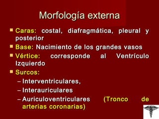 Morfología externa Caras:  costal, diafragmática, pleural y posterior Base:  Nacimiento de los grandes vasos Vértice:  corresponde al Ventrículo Izquierdo Surcos:  Interventriculares,  Interauriculares Auriculoventriculares  (Tronco de arterias coronarias) 