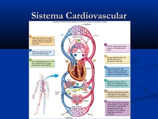 Sistema CardiovascularSistema Cardiovascular
 