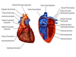 FunciónFunción
La función principal del corazón es crear un gradiente deLa función principal del corazón es crear un gradi...