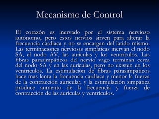 Mecanismo de Control
Mecanismo de Control
El corazón es inervado por el sistema nervioso
El corazón es inervado por el sistema nervioso
autónomo, pero estos nervios sirven para alterar la
autónomo, pero estos nervios sirven para alterar la
frecuencia cardiaca y no se encargan del latido mismo.
frecuencia cardiaca y no se encargan del latido mismo.
Las terminaciones nerviosas simpáticas inervan el nodo
Las terminaciones nerviosas simpáticas inervan el nodo
SA, el nodo AV, las aurículas y los ventrículos. Las
SA, el nodo AV, las aurículas y los ventrículos. Las
fibras parasimpáticos del nervio vago terminan cerca
fibras parasimpáticos del nervio vago terminan cerca
del nodo SA y en las aurículas, pero no existen en los
del nodo SA y en las aurículas, pero no existen en los
ventrículos. La estimulación de fibras parasimpáticos
ventrículos. La estimulación de fibras parasimpáticos
hace mas lenta la frecuencia cardiaca y menor la fuerza
hace mas lenta la frecuencia cardiaca y menor la fuerza
de la contracción auricular, y la estimulación simpática
de la contracción auricular, y la estimulación simpática
produce aumento de la frecuencia y fuerza de
produce aumento de la frecuencia y fuerza de
contracción de las aurículas y ventrículos.
contracción de las aurículas y ventrículos.
 