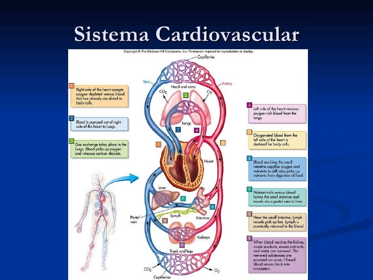 Sistema cardiovascular