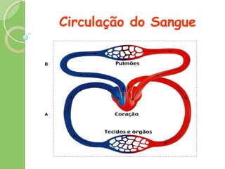 Circulação do Sangue A B 