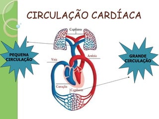 CIRCULAÇÃO CARDÍACA GRANDE CIRCULAÇÃO PEQUENA CIRCULAÇÃO 