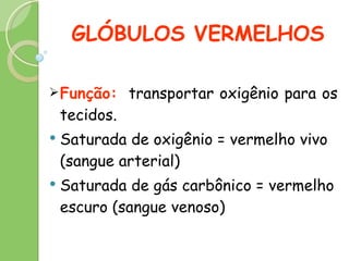 GLÓBULOS VERMELHOS Função:   transportar oxigênio para os tecidos. Saturada de oxigênio = vermelho vivo (sangue arterial) Saturada de gás carbônico = vermelho escuro (sangue venoso) 