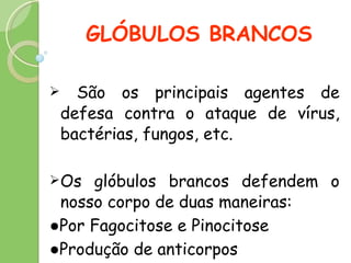 GLÓBULOS BRANCOS São os principais agentes de defesa contra o ataque de vírus, bactérias, fungos, etc. Os glóbulos brancos defendem o nosso corpo de duas maneiras: ● Por Fagocitose e Pinocitose ● Produção de anticorpos 