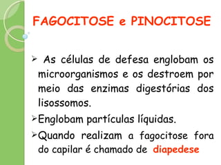 FAGOCITOSE e PINOCITOSE As células de defesa englobam os microorganismos e os destroem por meio das enzimas digestórias dos lisossomos. Englobam partículas líquidas. Quando realizam  a fagocitose fora do capilar é chamado de  diapedese 