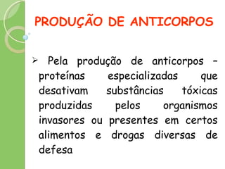 PRODUÇÃO DE ANTICORPOS Pela produção de anticorpos – proteínas especializadas que desativam substâncias tóxicas produzidas pelos organismos invasores ou presentes em certos alimentos e drogas diversas de defesa 