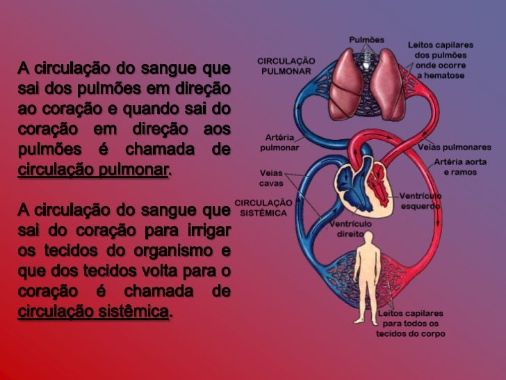 Que Caminho Segue O Sangue Oxigenado Que Sai Do Coração