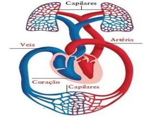 Sistema cardiovascular