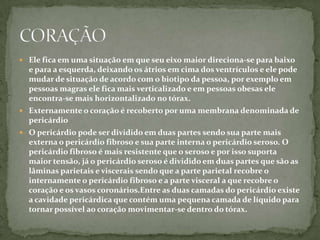 Ele fica em uma situação em que seu eixo maior direciona-se para baixo e para a esquerda, deixando os átrios em cima dos ventrículos e ele pode mudar de situação de acordo com o biotipo da pessoa, por exemplo em pessoas magras ele fica mais verticalizado e em pessoas obesas ele encontra-se mais horizontalizado no tórax. Externamente o coração é recoberto por uma membrana denominada de pericárdioO pericárdio pode ser dividido em duas partes sendo sua parte mais externa o pericárdio fibroso e sua parte interna o pericárdio seroso. O pericárdio fibroso é mais resistente que o seroso e por isso suporta maior tensão, já o pericárdio seroso é dividido em duas partes que são as lâminas parietais e viscerais sendo que a parte parietal recobre o internamente o pericárdio fibroso e a parte visceral a que recobre o coração e os vasos coronários.Entre as duas camadas do pericárdio existe a cavidade pericárdica que contém uma pequena camada de líquido para tornar possível ao coração movimentar-se dentro do tórax. CORAÇÃO