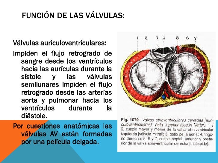 Sistema cardiovascular