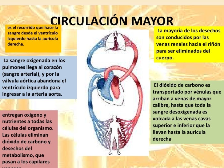 Sistema cardiovascular