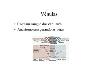Vênulas
• Coletam sangue dos capilares
• Anastomosam gerando as veias
 