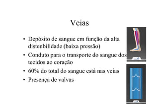 Veias
• Depósito de sangue em função da alta
distenbilidade (baixa pressão)
• Conduto para o transporte do sangue dos
tecidos ao coração
• 60% do total do sangue está nas veias
• Presença de valvas
 