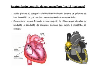 Anatomia do coração de um mamífero (inclui humanos)
- Marca passos do coração – automatismo cardíaco: sistema de geração de
impulsos elétricos que resultam na contração rítmica da miocárdio
- Cada marca passo é formado por um conjunto de células especializadas na
produção e condução de impulsos elétricos que fazem o miocárdio se
contrair.
 