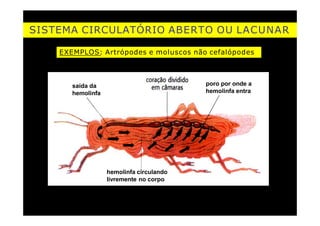 SISTEMA CIRCULATÓRIO ABERTO OU LACUNAR
EXEMPLOS: Artrópodes e moluscos não cefalópodes
saída da
hemolinfa
poro por onde a
hemolinfa entra
hemolinfa circulando
livremente no corpo
 